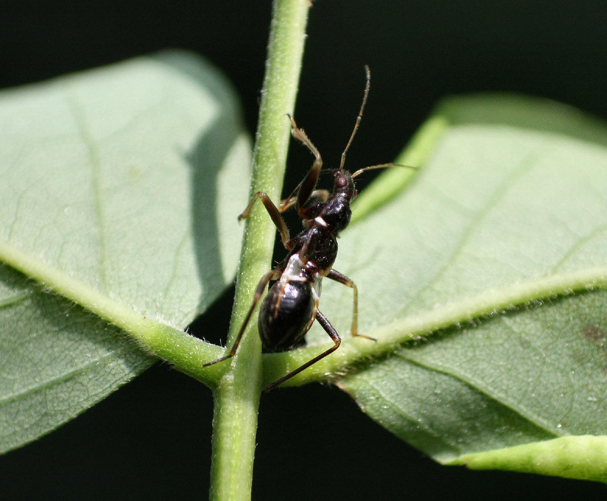 Nabidae: Himacerus mirmicoides della Lombardia (MI)